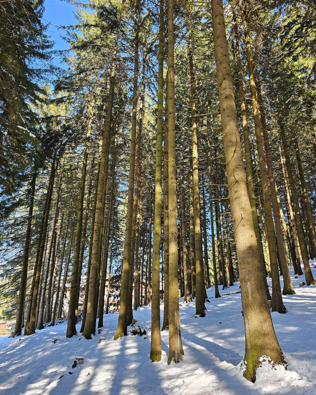 operatiuneamindfall1